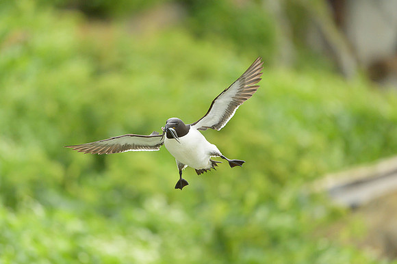 Razor-billed auk / Alka krzywonosa