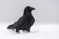 Raven / Kruk