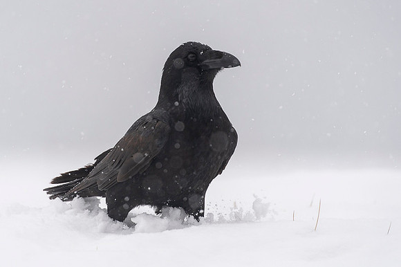 Raven / Kruk