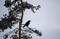 Raven / Kruk