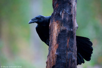 Raven / Kruk