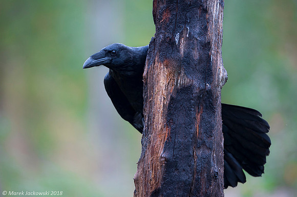Raven / Kruk