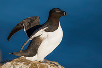 Razor-billed auk / Alka krzywonosa