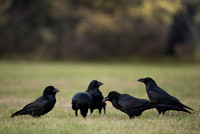 Raven / Kruk