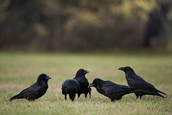 Raven / Kruk
