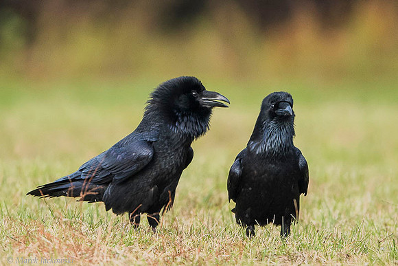 Raven / Kruk