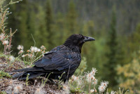 Raven / Kruk