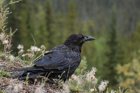 Raven / Kruk