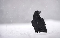 Raven / Kruk
