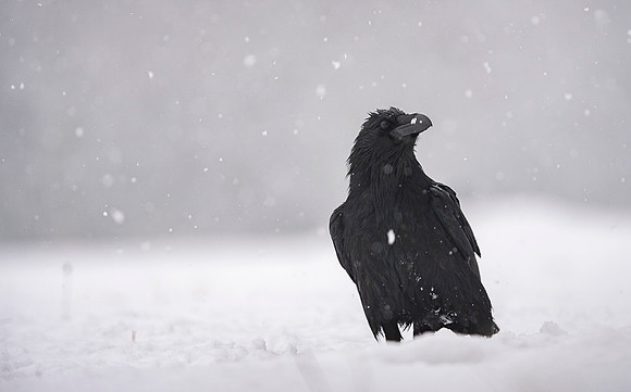 Raven / Kruk