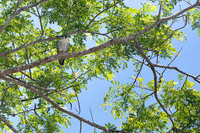 Pelegrine falcon