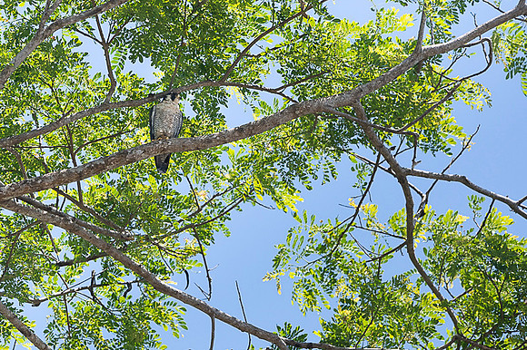 Pelegrine falcon