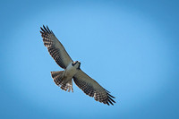 Pelegrine falcon
