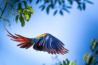 Scarlet Macaw