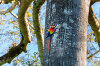 Scarlet Macaw