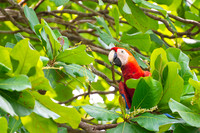 Scarlet Macaw