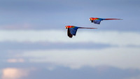 Scarlet Macaw
