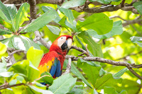 Scarlet Macaw