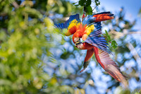 Scarlet Macaw