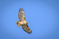 Red-tailed Hawk