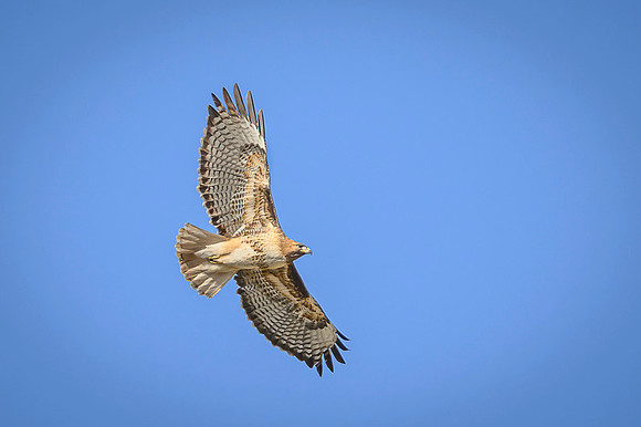 Red-tailed Hawk