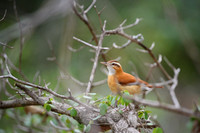 Pale-legged Hornero