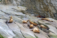 Sea Lion