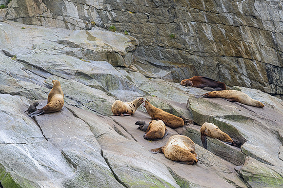 Sea Lion