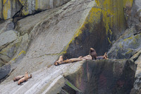 Sea Lion