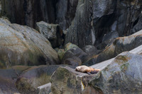Sea Lion