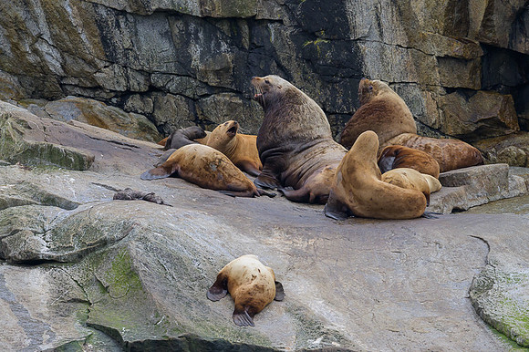 Sea Lion