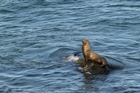 Sea Lion