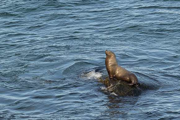 Sea Lion