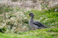 Speckled teal