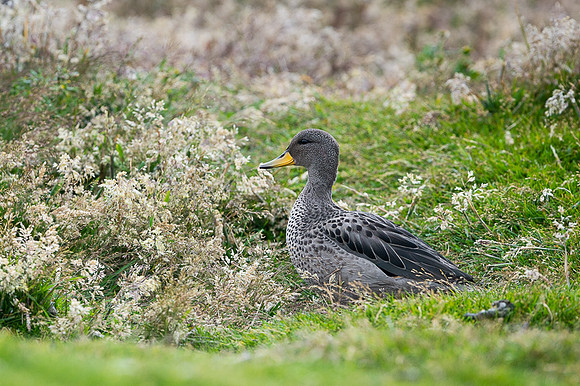Speckled teal
