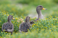 Speckled teal