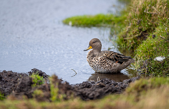 Speckled teal