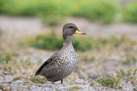 Speckled teal