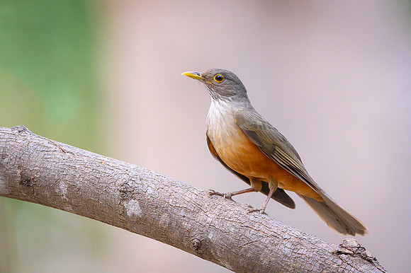 Rufous-bellied Thrush