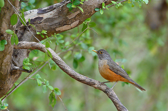 Rufous-bellied Thrush