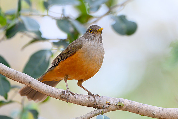 Rufous-bellied Thrush