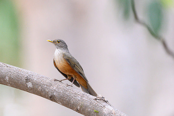 Rufous-bellied Thrush