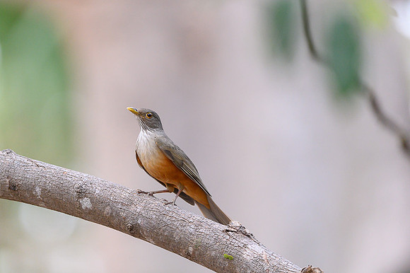 Rufous-bellied Thrush