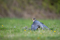 Peregrine Falcon / Sokół wędrowny