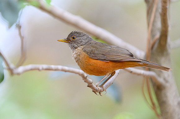 Rufous-bellied Thrush