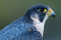 Peregrine Falcon / Sokół wędrowny
