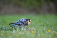 Peregrine Falcon / Sokół wędrowny