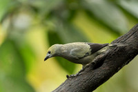 Palm Tanager