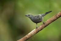 Palm Tanager