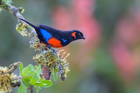 Scarlet-bellied Mountain Tanager